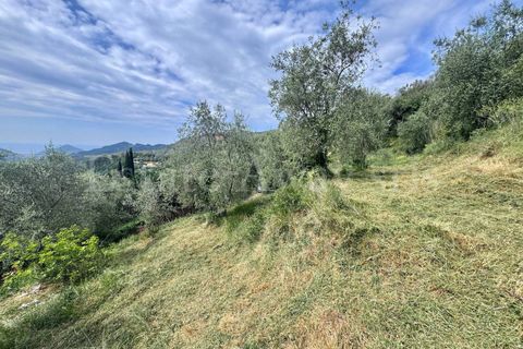 Helårsgrund i Perinaldo, Imperia, Perinaldo - € 55.000 | Ref: iv1338 - foto 13