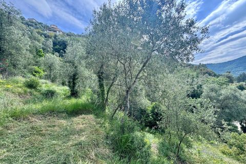 Helårsgrund i Perinaldo, Imperia, Perinaldo - € 55.000 | Ref: iv1338 - foto 14