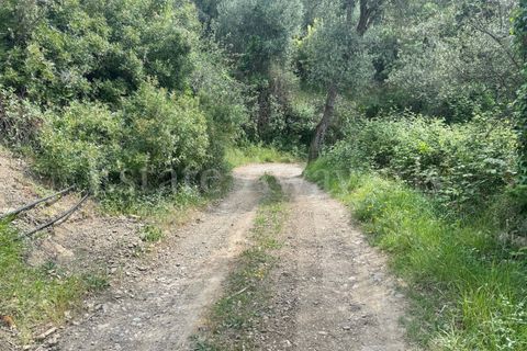 Helårsgrund i Perinaldo, Imperia, Perinaldo - € 55.000 | Ref: iv1338 - foto 18