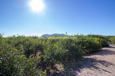 Landejendom i Albatera, Alicante, Albatera - € 425.000 | Ref: ALBA TAM-D-D - foto 8