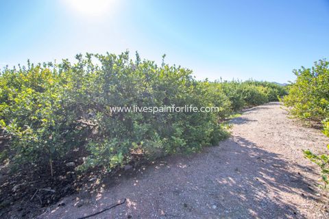 Landejendom i Albatera, Alicante, Albatera - € 425.000 | Ref: ALBA TAM-D-D - foto 31