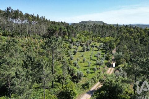 Terra a Ansiao, Leiria, Ansiao - € 14.000 | Ref: 914751 - foto 14