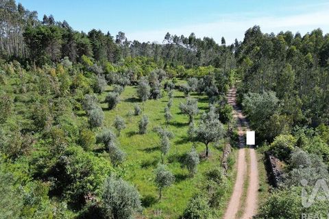 Terra a Ansiao, Leiria, Ansiao - € 14.000 | Ref: 914751 - foto 15