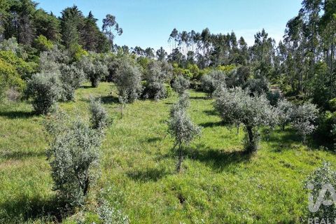 Terra a Ansiao, Leiria, Ansiao - € 14.000 | Ref: 914751 - foto 16