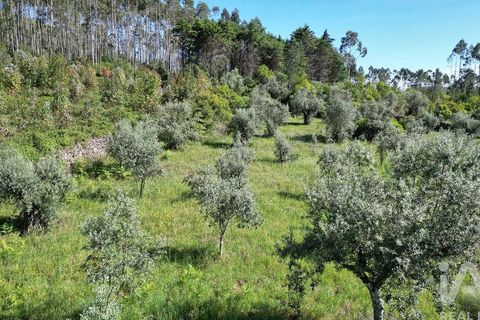 Terra a Ansiao, Leiria, Ansiao - € 14.000 | Ref: 914751 - foto 17