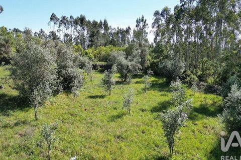 Terra a Ansiao, Leiria, Ansiao - € 14.000 | Ref: 914751 - foto 18