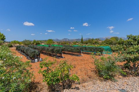 Herregård i Inca, Mallorca, Inca - € 2 199 000 | Ref: 08JT035/10961 - foto 41