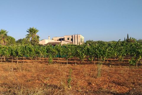 Herregård i Inca, Mallorca, Inca - € 2 199 000 | Ref: 08JT035/10961 - foto 44