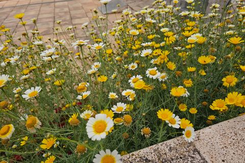 Landejendom i Chella, Valencia, Chella - € 264.000 | Ref: EB15247 - foto 25