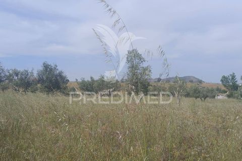 Terra a Nisa, Portalegre, Nisa - € 10.000 | Ref: 060127 - foto 3