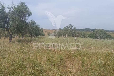 Terra a Nisa, Portalegre, Nisa - € 10.000 | Ref: 060127 - foto 4