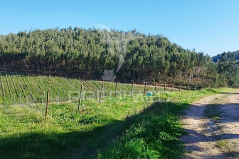 Farm hus i Castelo de Vide, Portalegre, Castelo de Vide - € 1.295.000 | Ref: 059504 - foto 10