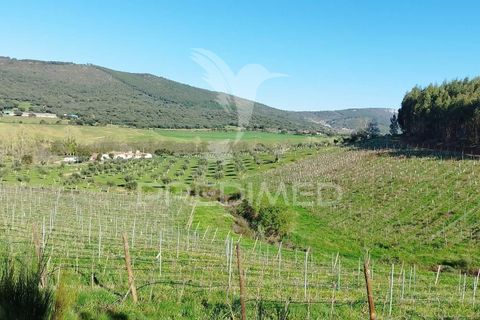 Farm hus i Castelo de Vide, Portalegre, Castelo de Vide - € 1.295.000 | Ref: 059504 - foto 11