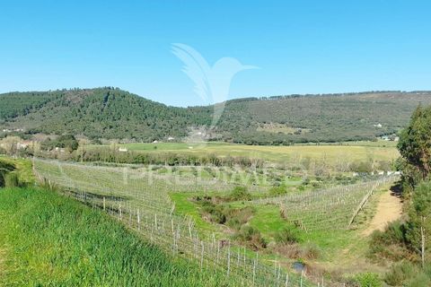 Farm hus i Castelo de Vide, Portalegre, Castelo de Vide - € 1.295.000 | Ref: 059504 - foto 13