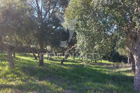 Farm hus i Castelo de Vide, Portalegre, Castelo de Vide - € 1.295.000 | Ref: 059504 - foto 15