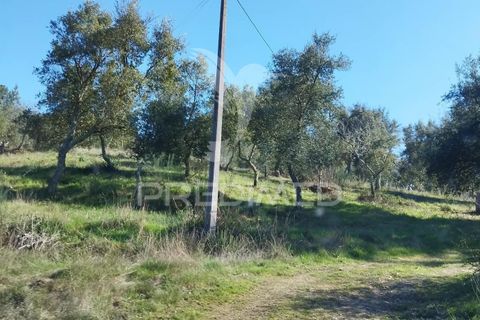 Farm hus i Castelo de Vide, Portalegre, Castelo de Vide - € 1.295.000 | Ref: 059504 - foto 17