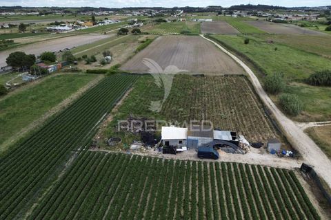 Terra a Alpiarca, Santarem, Alpiarca - € 48.000 | Ref: 060320 - foto 2