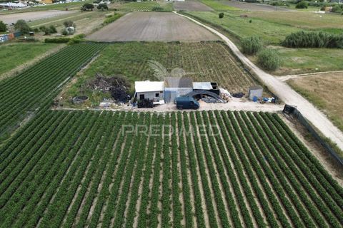 Terra a Alpiarca, Santarem, Alpiarca - € 48.000 | Ref: 060320 - foto 3