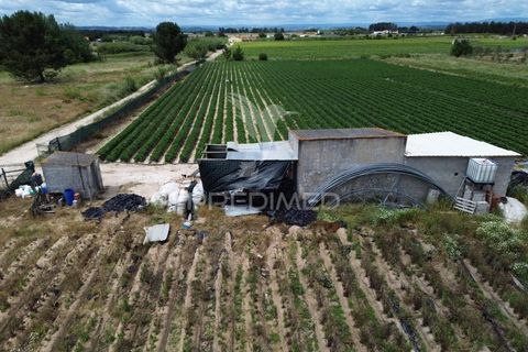 Terra a Alpiarca, Santarem, Alpiarca - € 48.000 | Ref: 060320 - foto 4