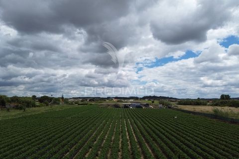 Terra a Alpiarca, Santarem, Alpiarca - € 48.000 | Ref: 060320 - foto 5