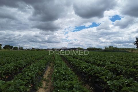 Terra a Alpiarca, Santarem, Alpiarca - € 48.000 | Ref: 060320 - foto 6