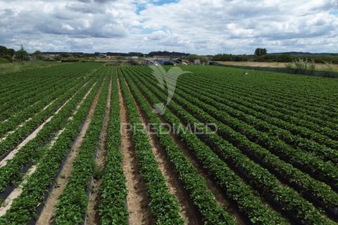 Terra a Alpiarca, Santarem, Alpiarca - € 48.000 | Ref: 060320 - foto 7