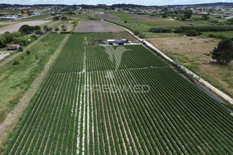Terra a Alpiarca, Santarem, Alpiarca - € 48.000 | Ref: 060320 - foto 8