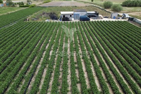 Terra a Alpiarca, Santarem, Alpiarca - € 48.000 | Ref: 060320 - foto 9