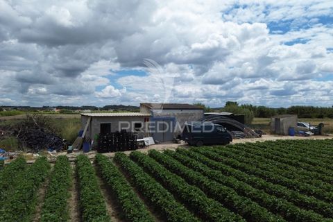 Terra a Alpiarca, Santarem, Alpiarca - € 48.000 | Ref: 060320 - foto 10