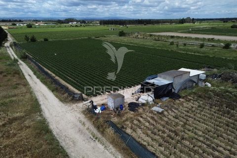 Terra a Alpiarca, Santarem, Alpiarca - € 48.000 | Ref: 060320 - foto 11