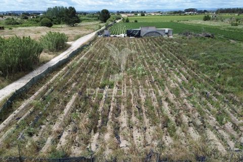 Terra a Alpiarca, Santarem, Alpiarca - € 48.000 | Ref: 060320 - foto 12