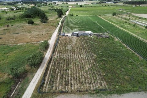 Terra a Alpiarca, Santarem, Alpiarca - € 48.000 | Ref: 060320 - foto 13