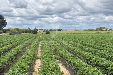 Terra a Alpiarca, Santarem, Alpiarca - € 48.000 | Ref: 060320 - foto 14
