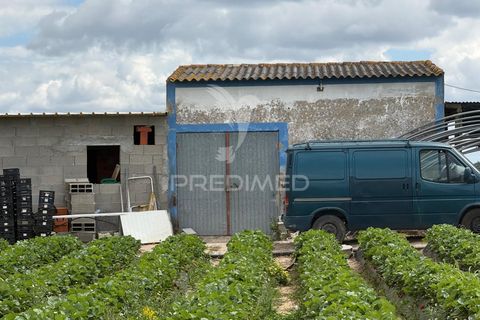 Terra a Alpiarca, Santarem, Alpiarca - € 48.000 | Ref: 060320 - foto 15
