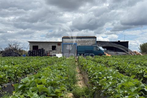 Terra a Alpiarca, Santarem, Alpiarca - € 48.000 | Ref: 060320 - foto 16