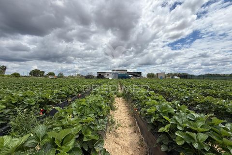 Terra a Alpiarca, Santarem, Alpiarca - € 48.000 | Ref: 060320 - foto 17