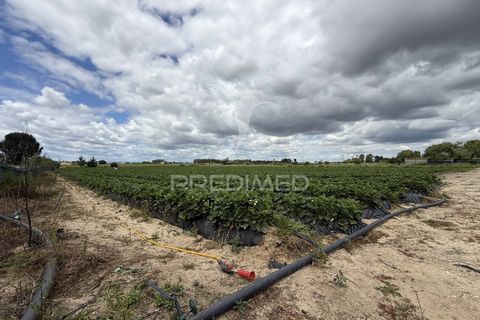 Terra a Alpiarca, Santarem, Alpiarca - € 48.000 | Ref: 060320 - foto 25