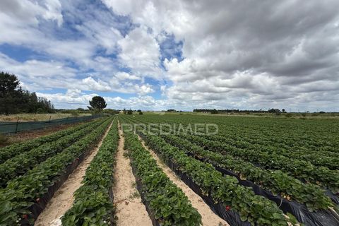 Terra a Alpiarca, Santarem, Alpiarca - € 48.000 | Ref: 060320 - foto 28