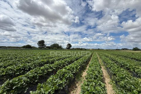 Terra a Alpiarca, Santarem, Alpiarca - € 48.000 | Ref: 060320 - foto 29