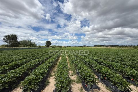 Terra a Alpiarca, Santarem, Alpiarca - € 48.000 | Ref: 060320 - foto 30