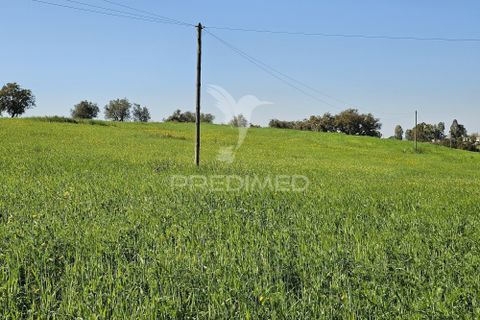 Terra a Castro Verde, Beja, Castro Verde - € 150.000 | Ref: 060423 - foto 7