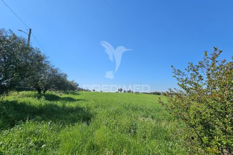 Terra a Castro Verde, Beja, Castro Verde - € 150.000 | Ref: 060423 - foto 9