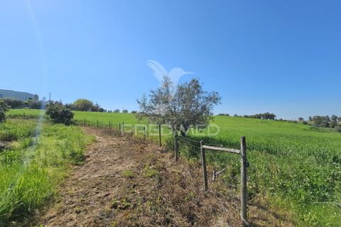 Terra a Castro Verde, Beja, Castro Verde - € 150.000 | Ref: 060423 - foto 12