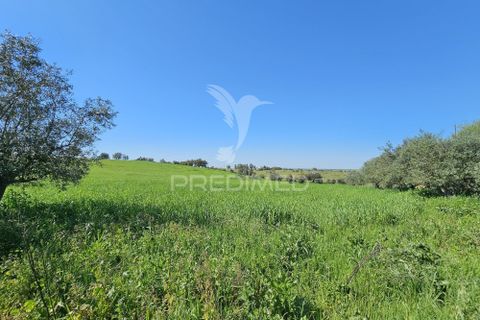 Terra a Castro Verde, Beja, Castro Verde - € 150.000 | Ref: 060423 - foto 13