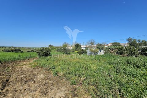 Terra a Castro Verde, Beja, Castro Verde - € 150.000 | Ref: 060423 - foto 16