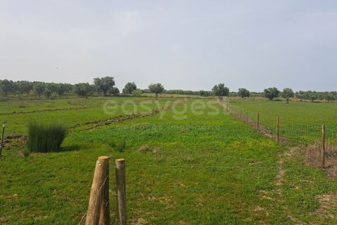 Gård i Beja, Beja, Beja - € 950 000 | Ref: BJ99152 - foto 23