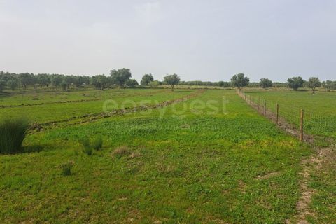 Gård i Beja, Beja, Beja - € 950 000 | Ref: BJ99152 - foto 24