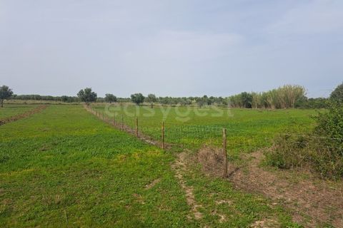 Gård i Beja, Beja, Beja - € 950 000 | Ref: BJ99152 - foto 27