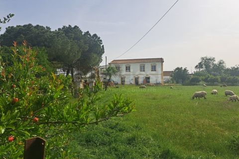 Gård i Beja, Beja, Beja - € 950 000 | Ref: BJ99152 - foto 33