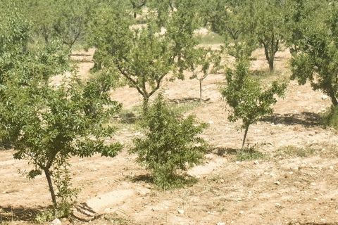 Terra a Raspay, Murcia, Raspay - € 38.000 | Ref: 47026-ML - foto 5